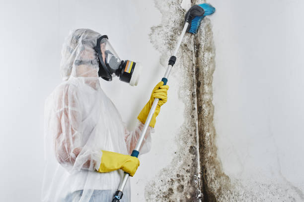 Best Dehumidification Services  in White Salmon, WA