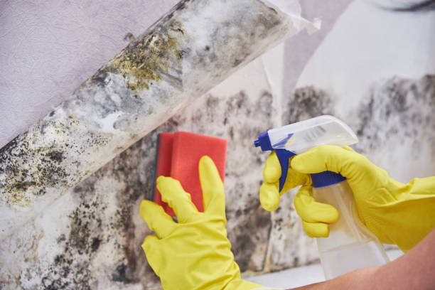 Best Basement Mold Removal  in White Salmon, WA